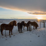 Chevaux Islandais sur les bords de route du Cercle d'Or - Islande
