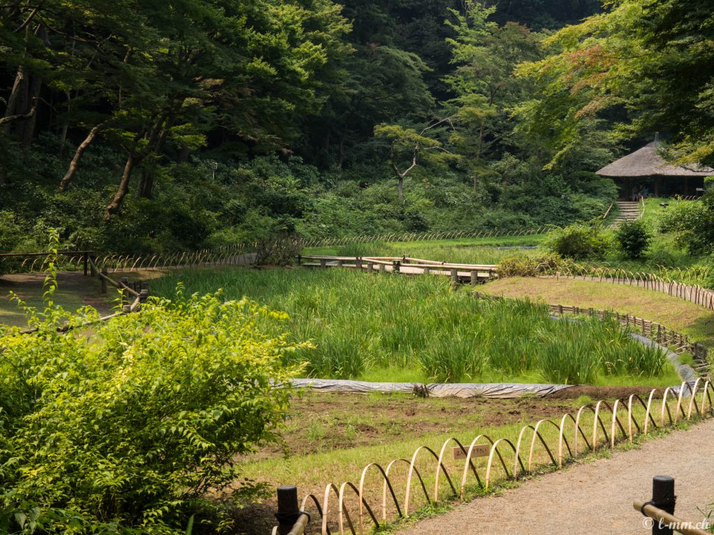Le parc du sanctuaire Meiji-Jingû - Tokyo