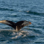 Observation des baleines (2) - Islande